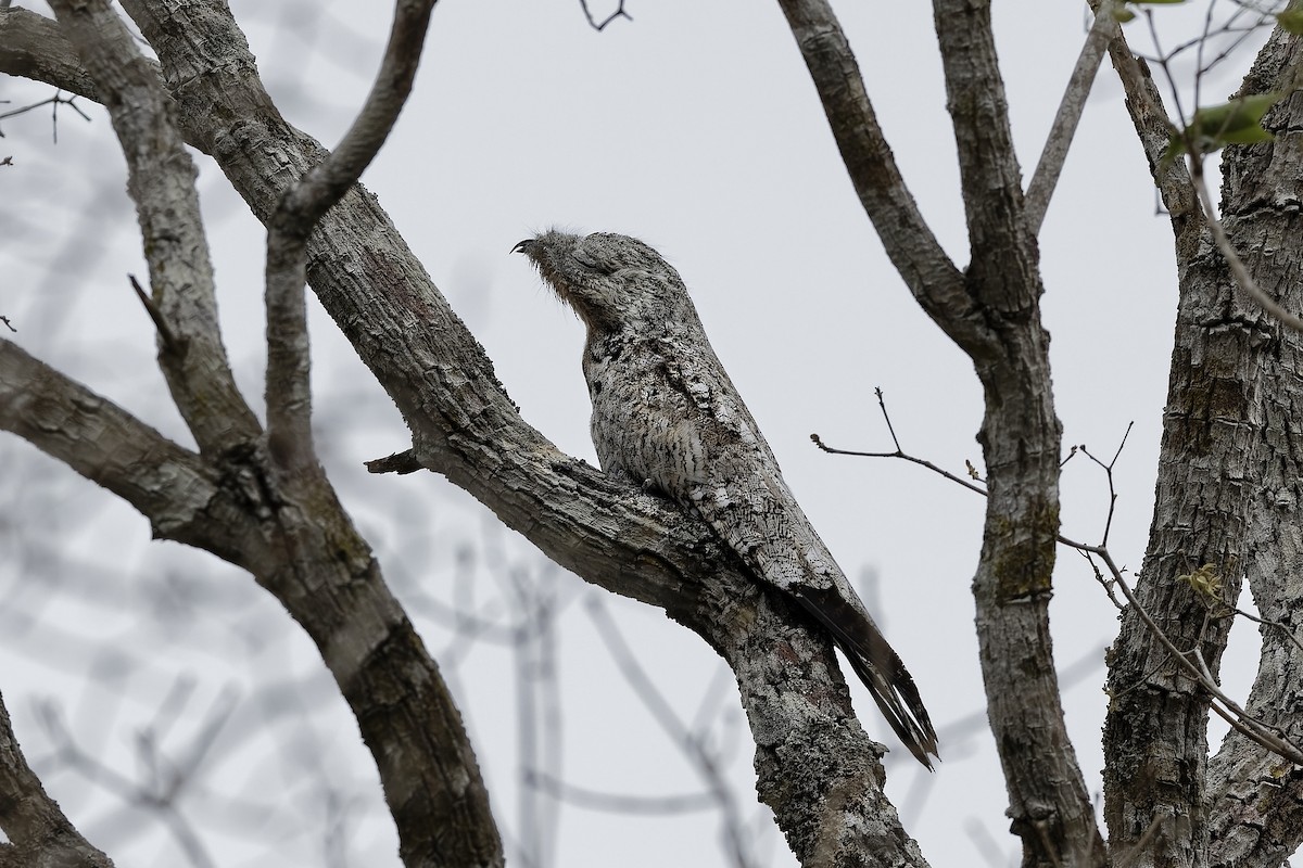 Great Potoo - ML642052841
