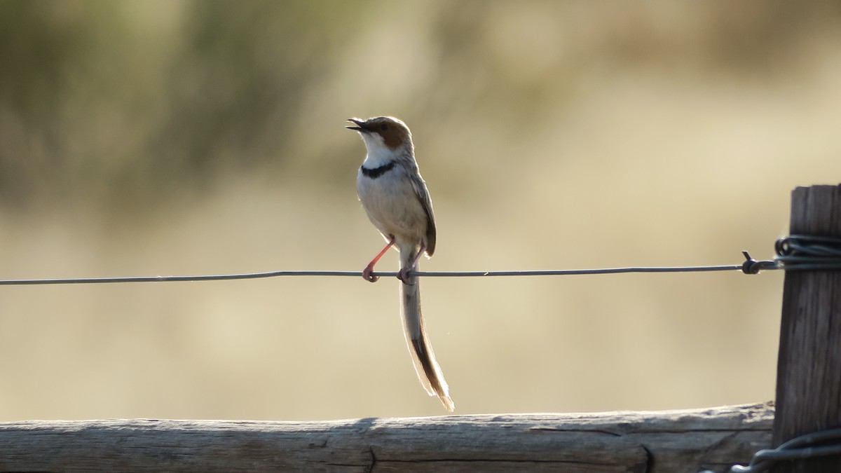 Rufous-eared Warbler - ML642052843