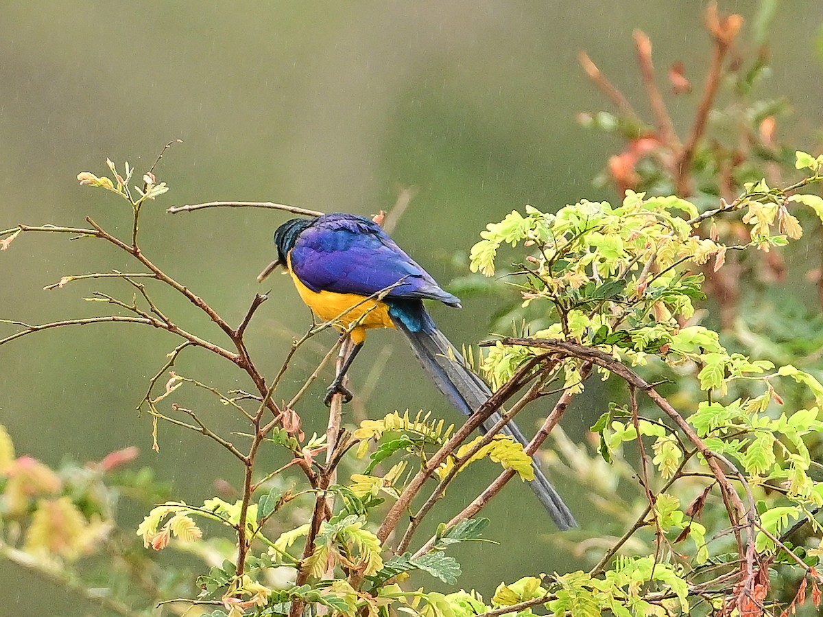 Golden-breasted Starling - ML642052845
