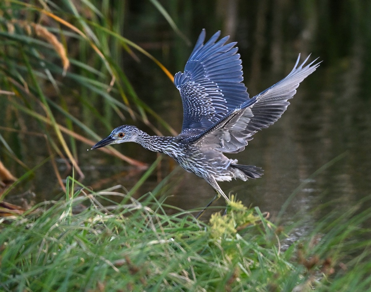 Yellow-crowned Night Heron - ML642052846