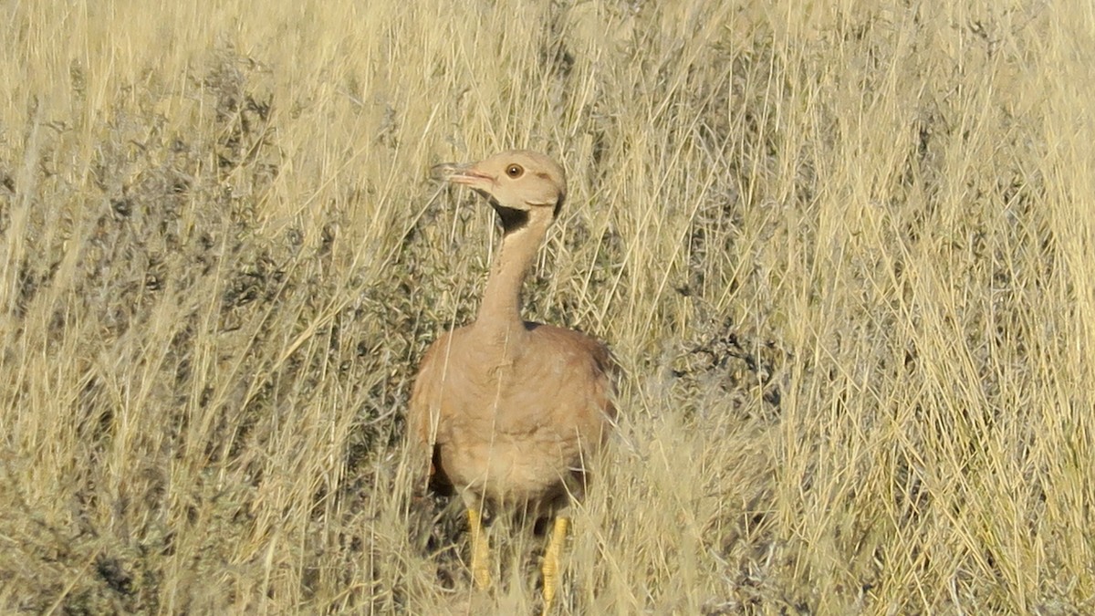 Karoo Bustard - ML642052851