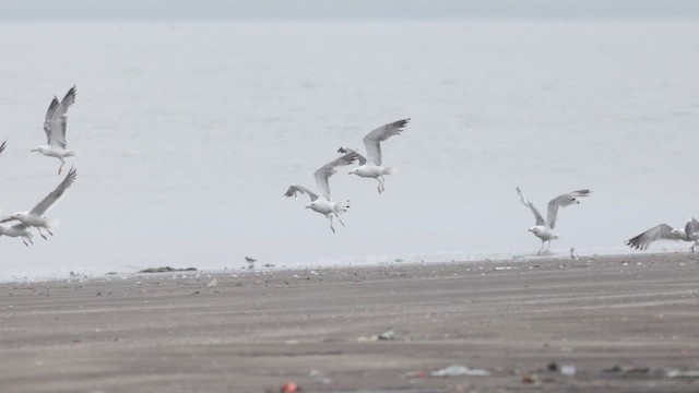Lesser Black-backed Gull - ML642052857