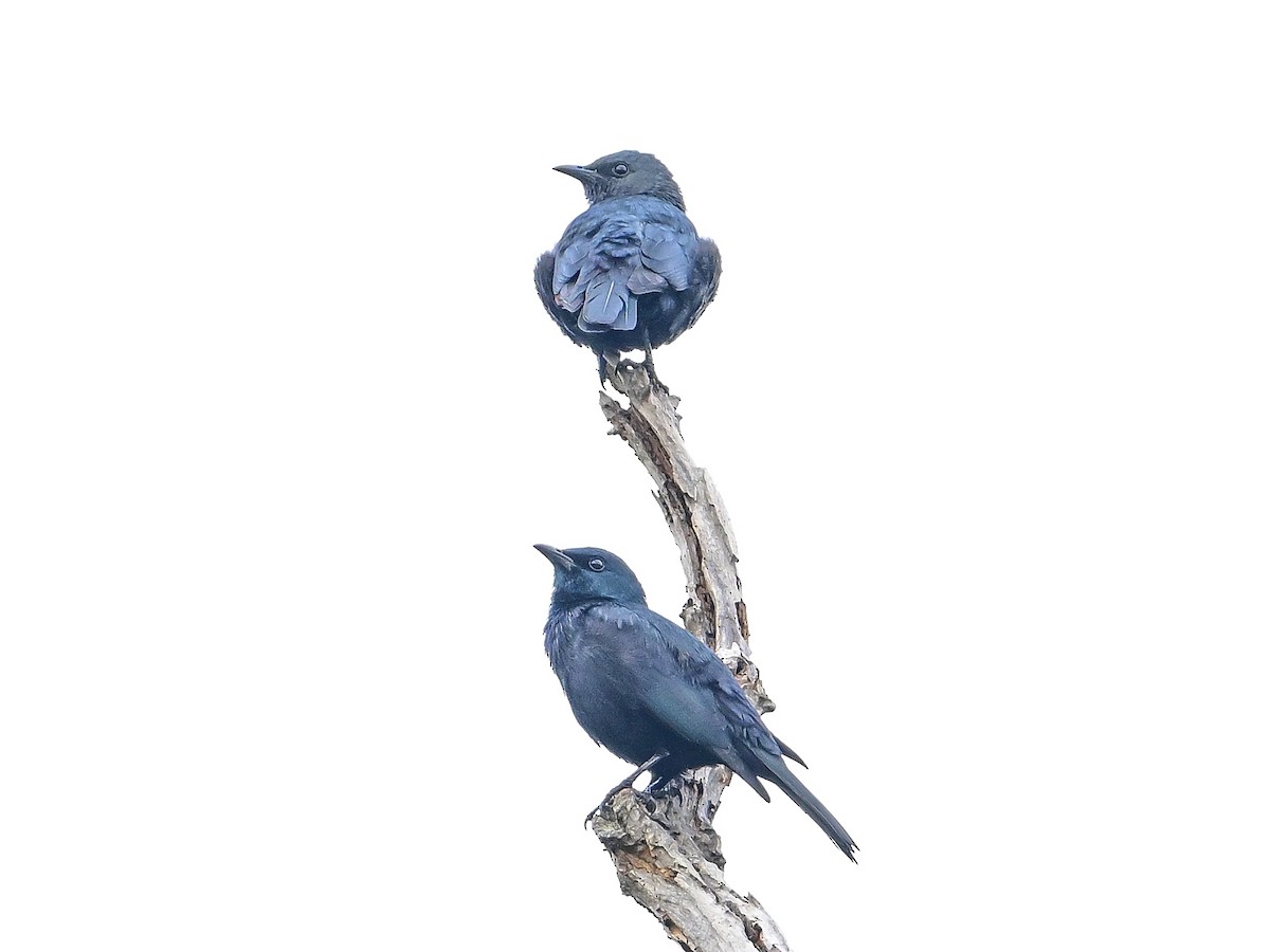 Kenrick's Starling - ML642052860