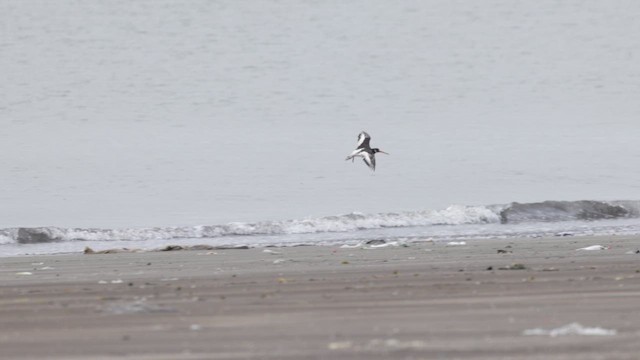 Eurasian Oystercatcher - ML642052877