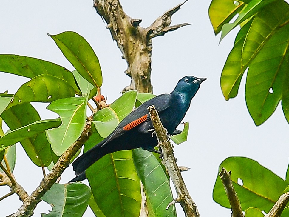 Waller's Starling - ML642052885
