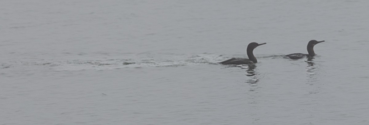 Double-crested Cormorant - Emily Berk