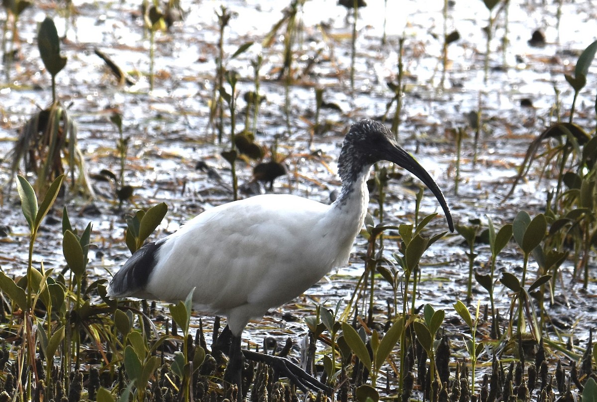 Australian Ibis - ML642052901