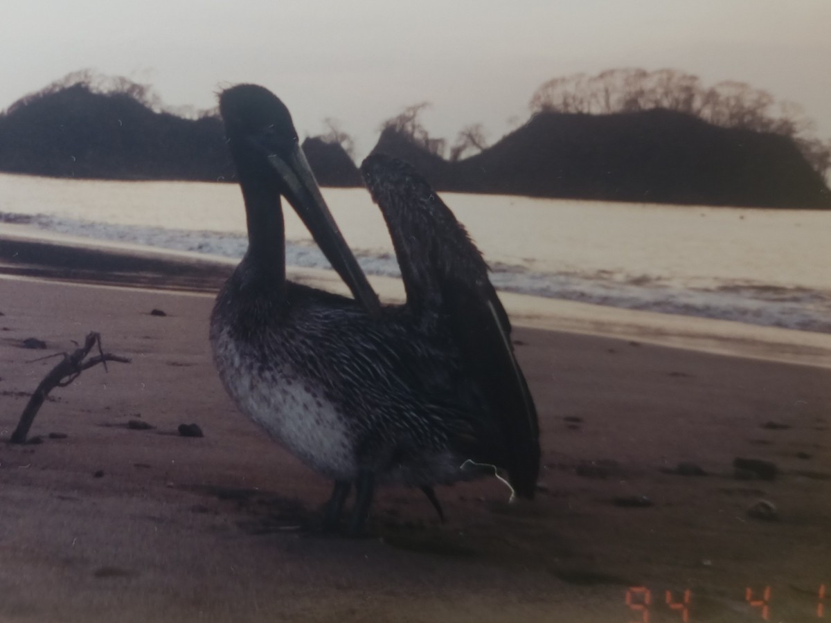 Brown Pelican - ML642052905