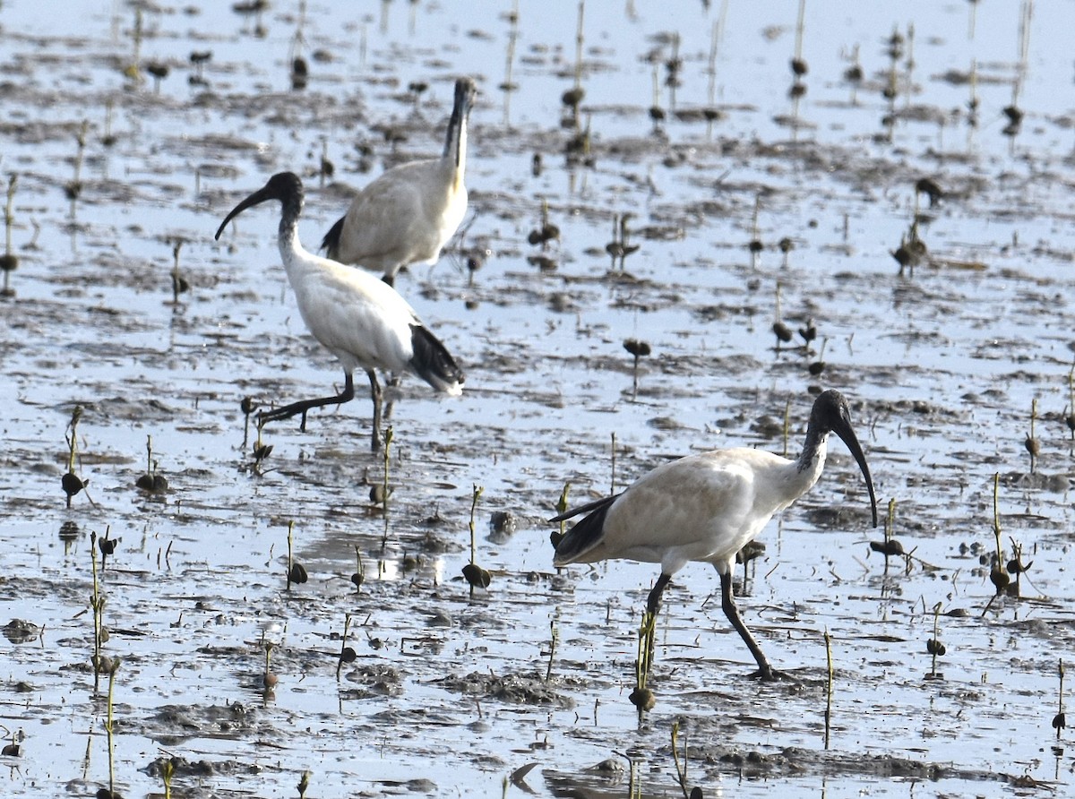 Australian Ibis - ML642052906