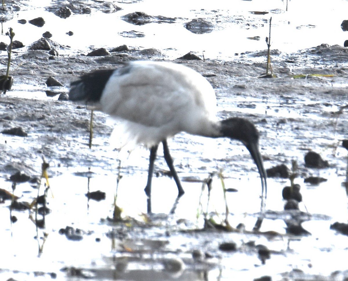 Australian Ibis - ML642052909