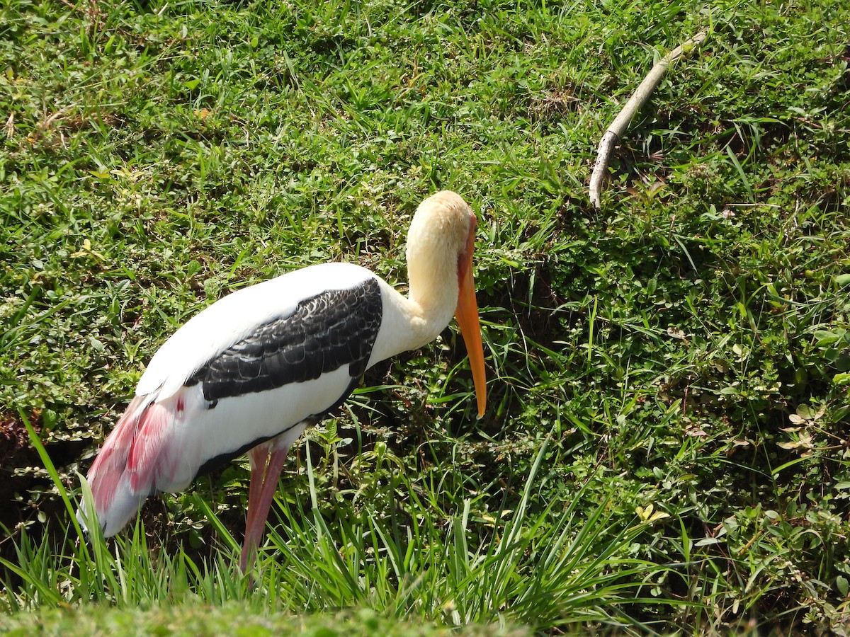 Painted Stork - Saheb Singh Bal