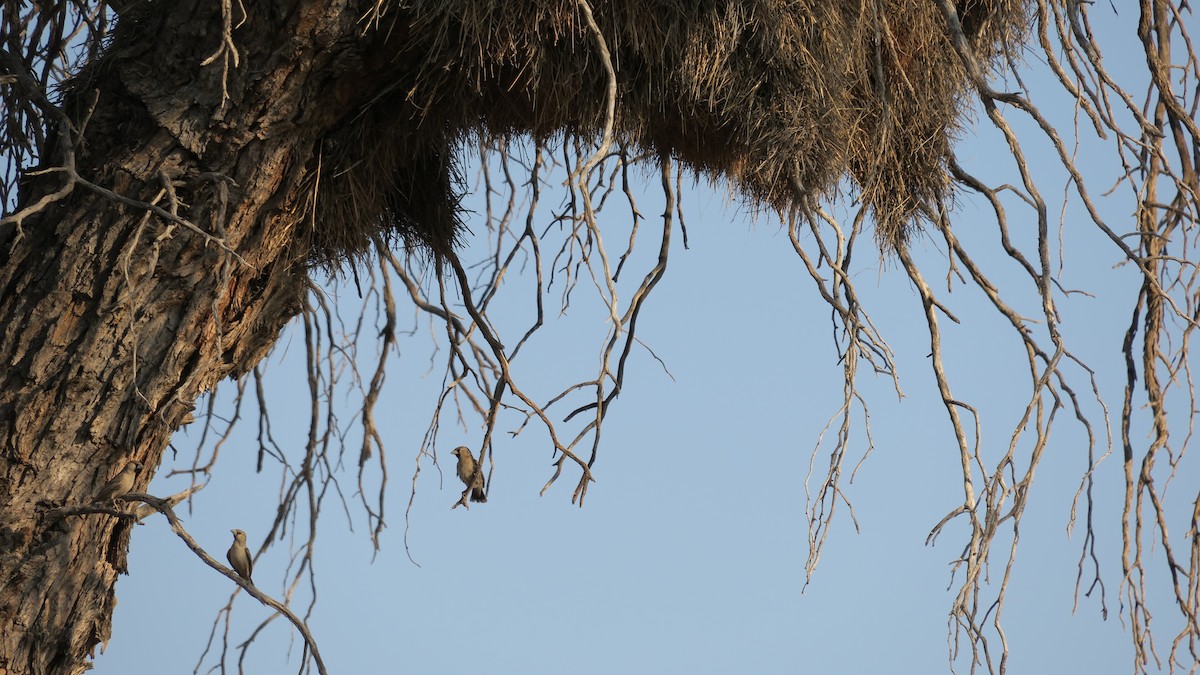 Sociable Weaver - ML642052918