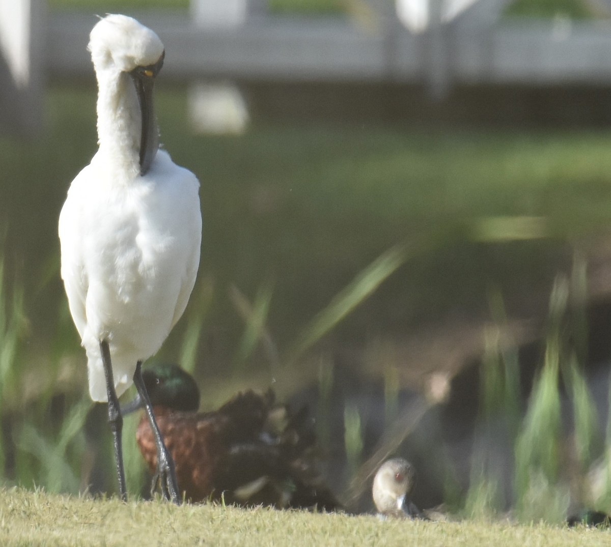 Royal Spoonbill - ML642052922