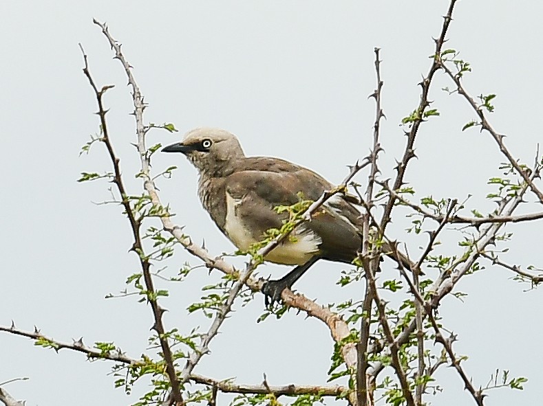 Fischer's Starling - ML642052929