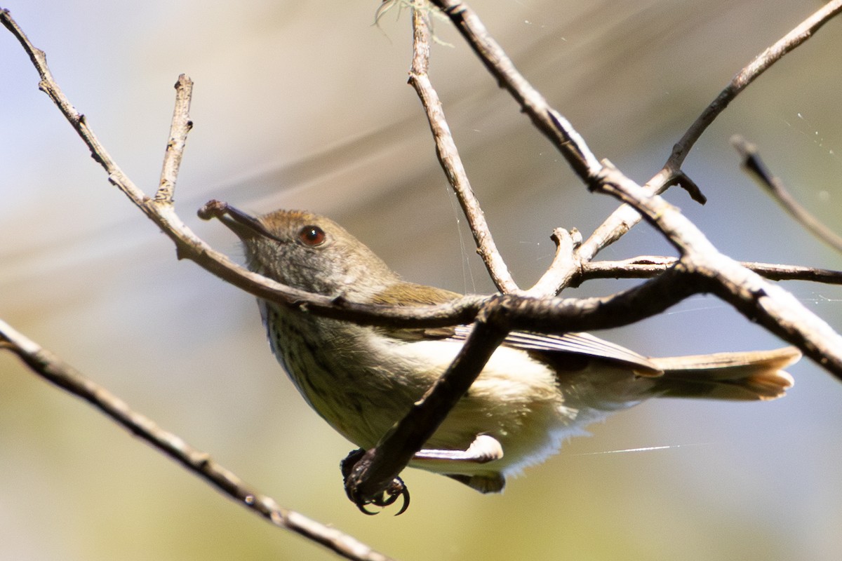 Brown Thornbill - ML642052932