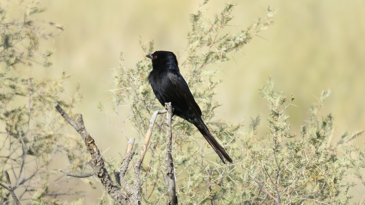 Fork-tailed Drongo - ML642052933