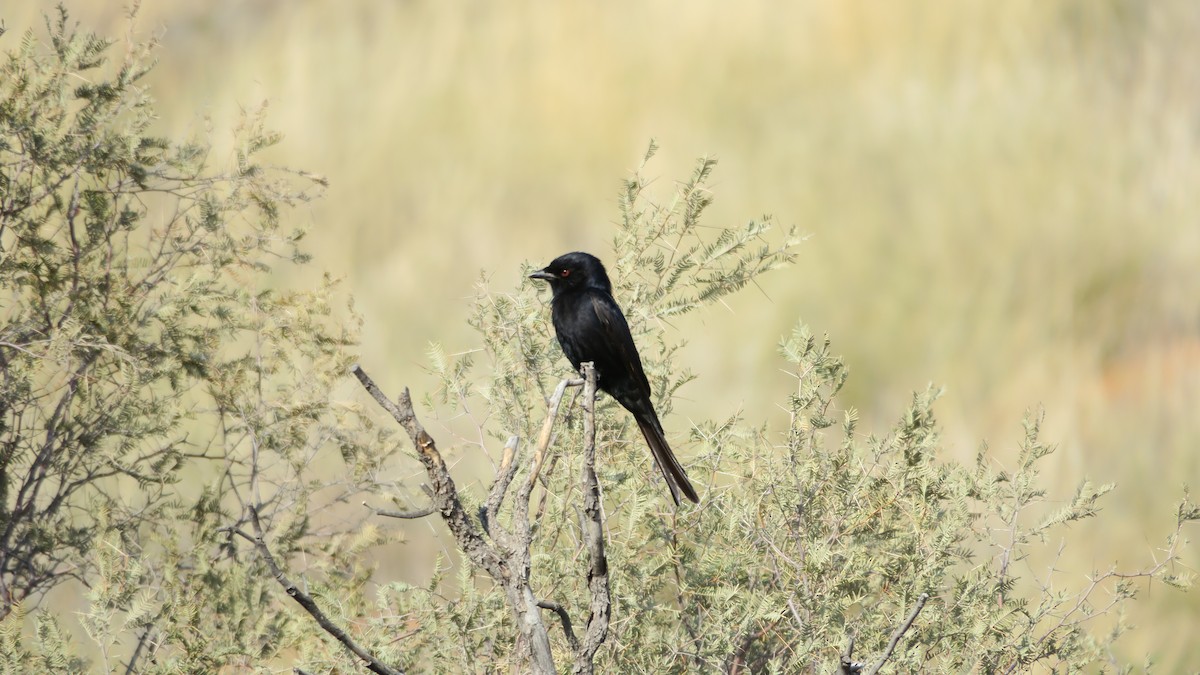 Fork-tailed Drongo - ML642052934