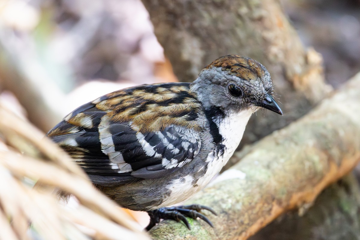 Australian Logrunner - ML642052938