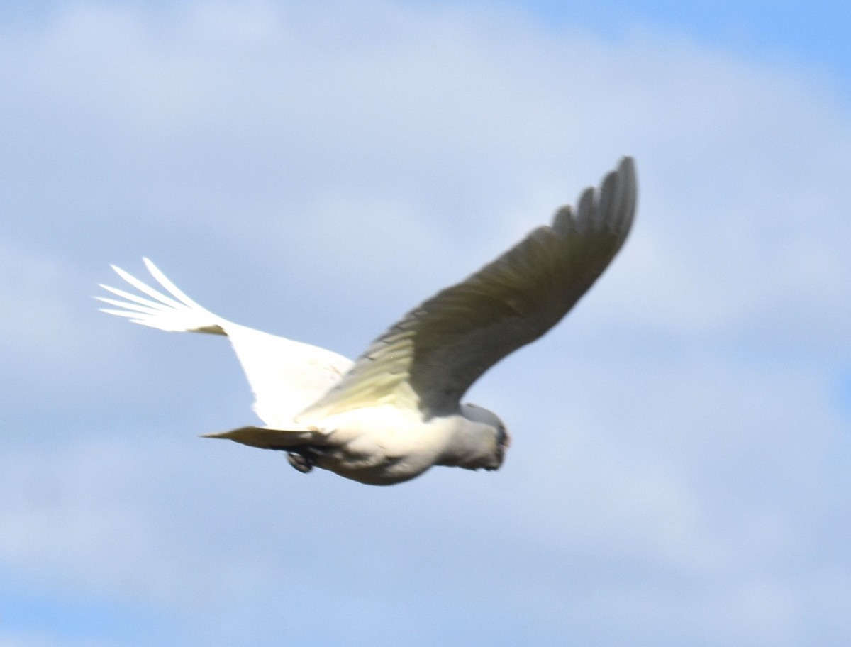 Little Corella - ML642052939