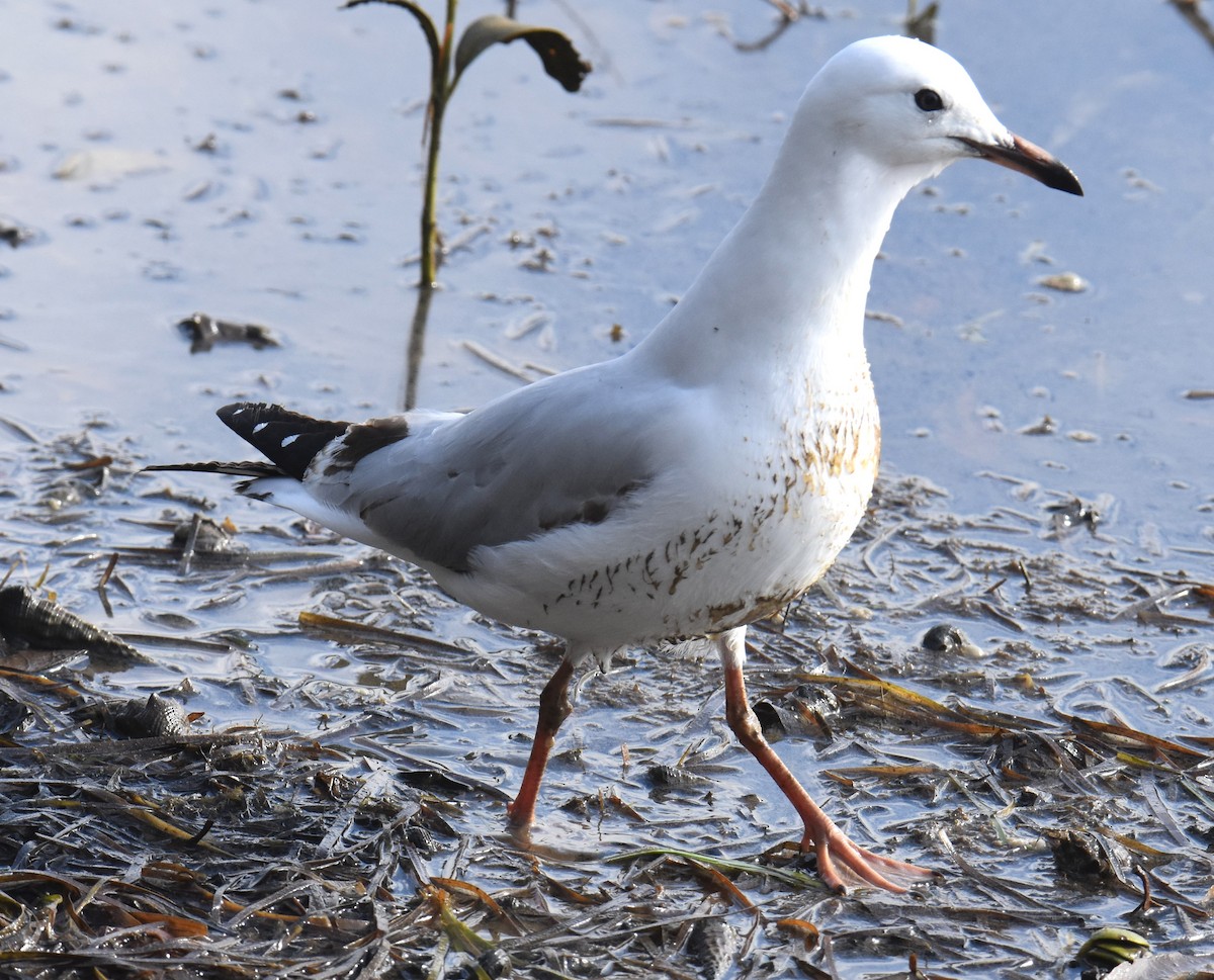 Silver Gull - ML642052949