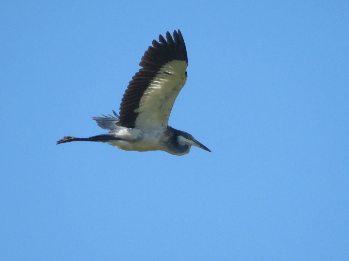 Black-headed Heron - ML642052955
