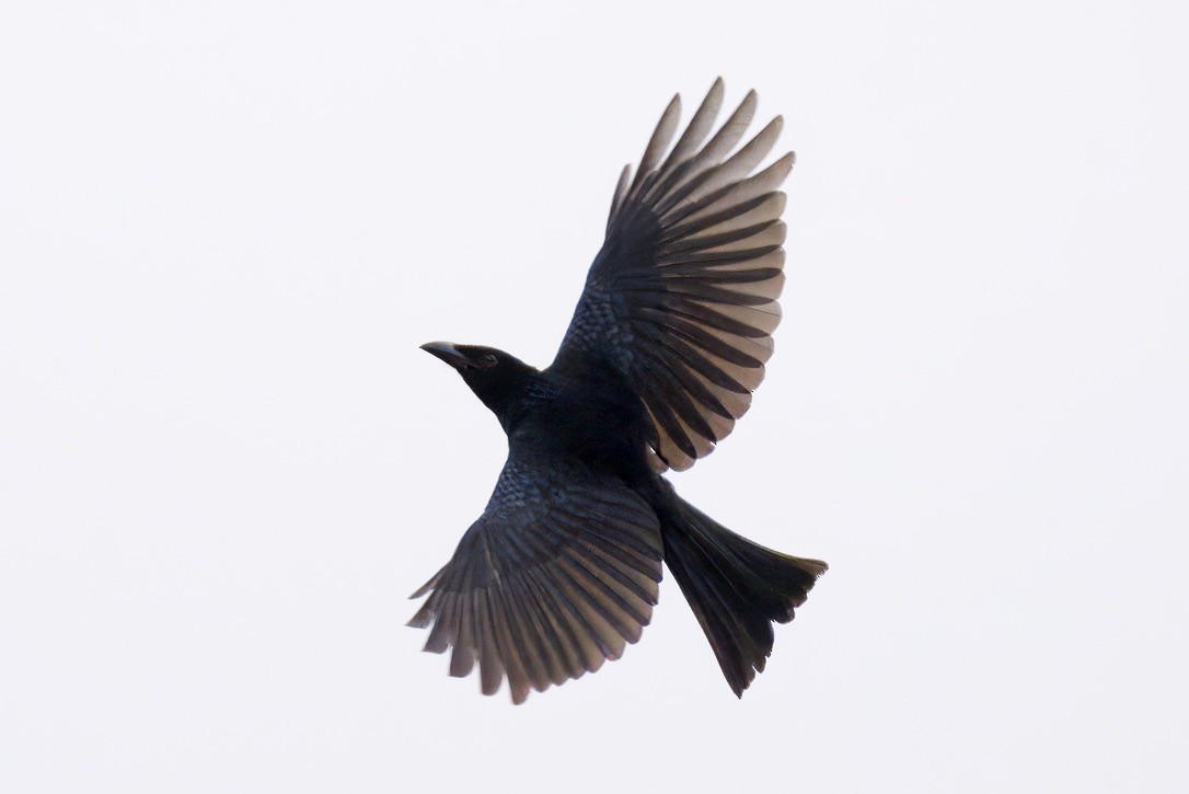 brokadedrongo - ML642052980