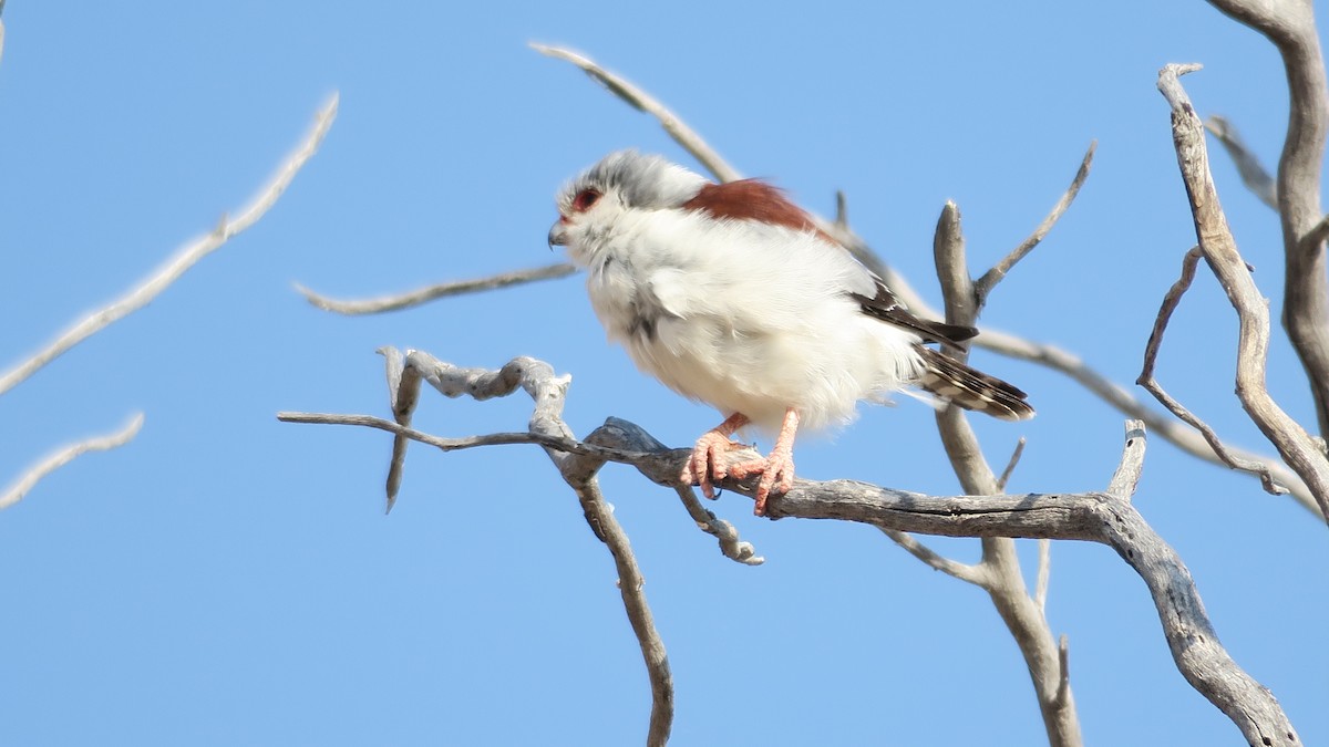 Pygmy Falcon - ML642052981