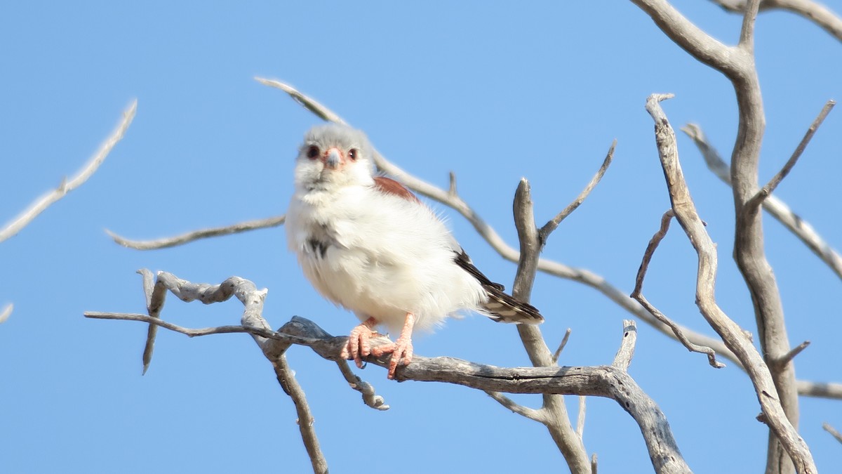Pygmy Falcon - ML642052982