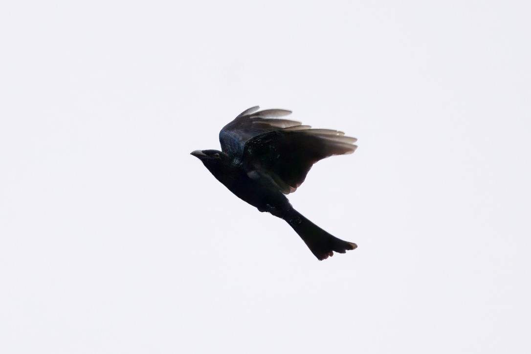 brokadedrongo - ML642052983