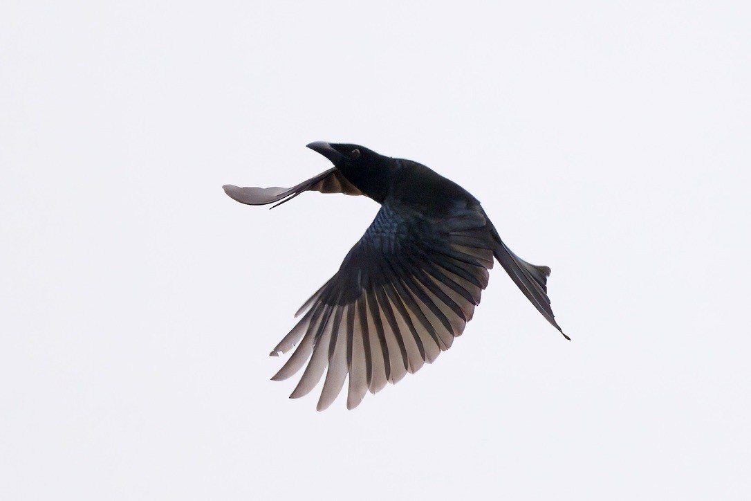 Spangled Drongo - ML642052984