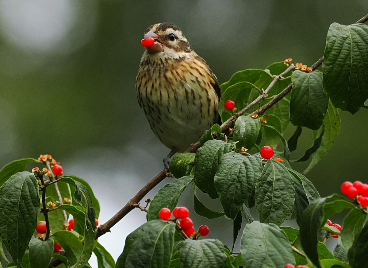 Rose-breasted Grosbeak - ML642052985