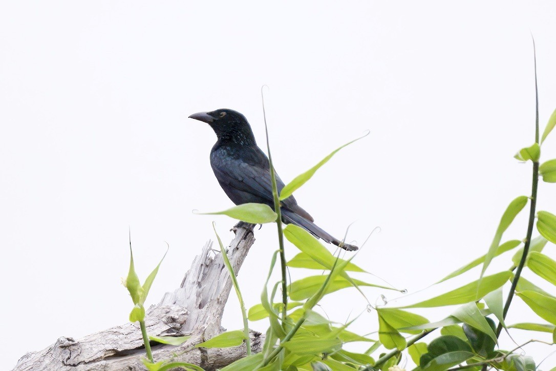 Spangled Drongo - ML642052986