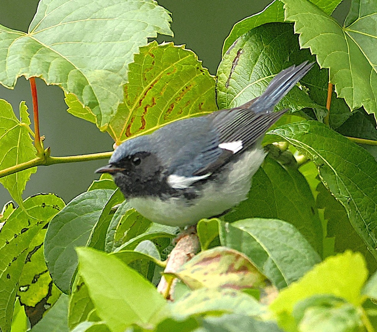 Black-throated Blue Warbler - ML642052990