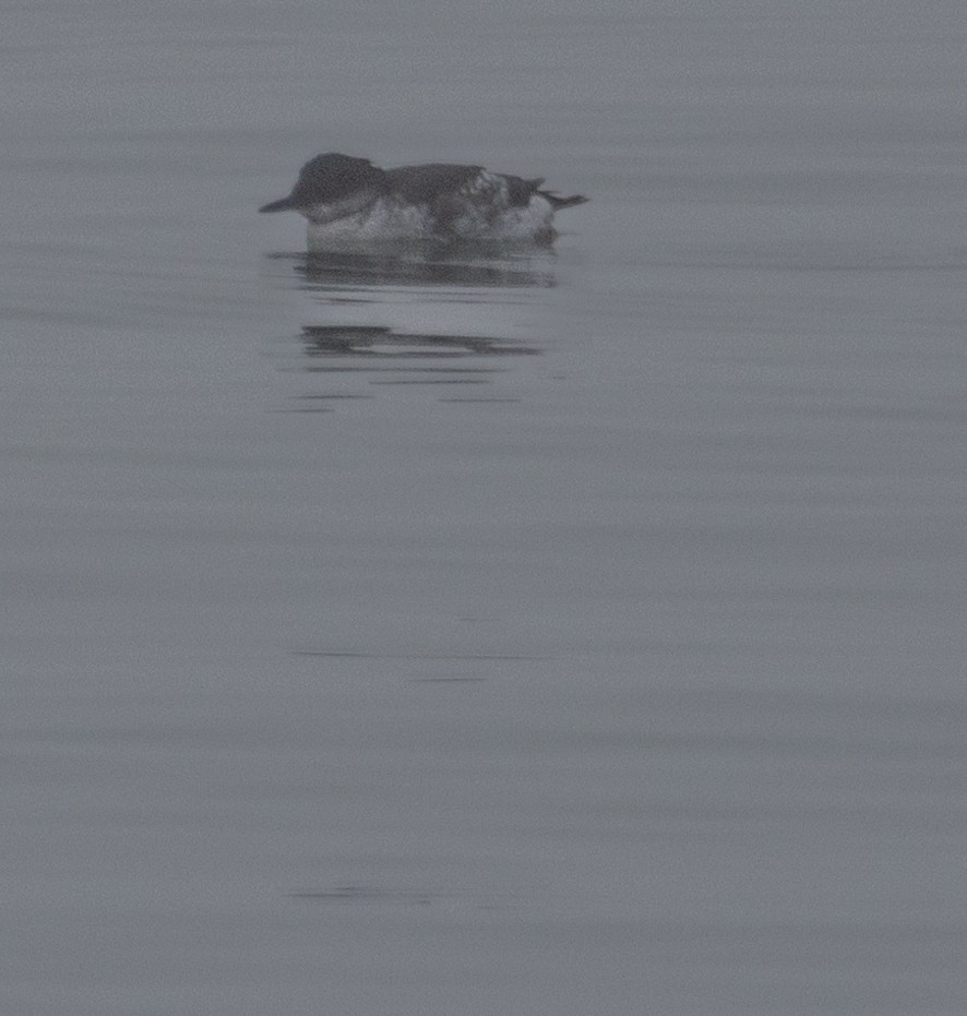Marbled Murrelet - ML642052992
