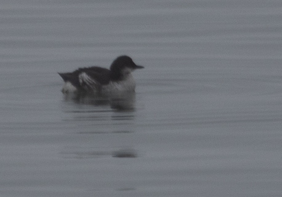 Marbled Murrelet - ML642052995