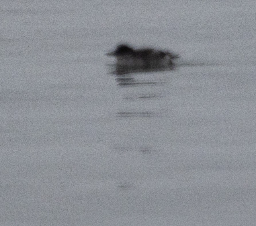 Marbled Murrelet - ML642052996
