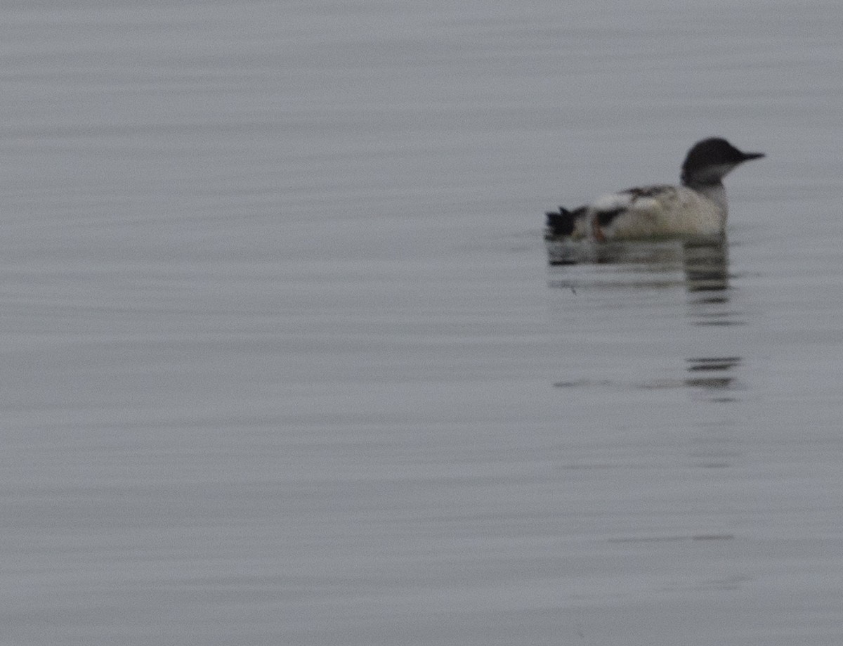 Marbled Murrelet - ML642052997