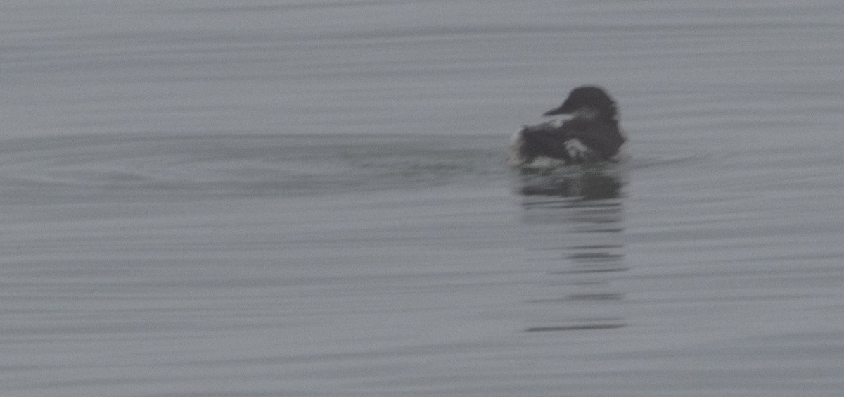Marbled Murrelet - ML642052998