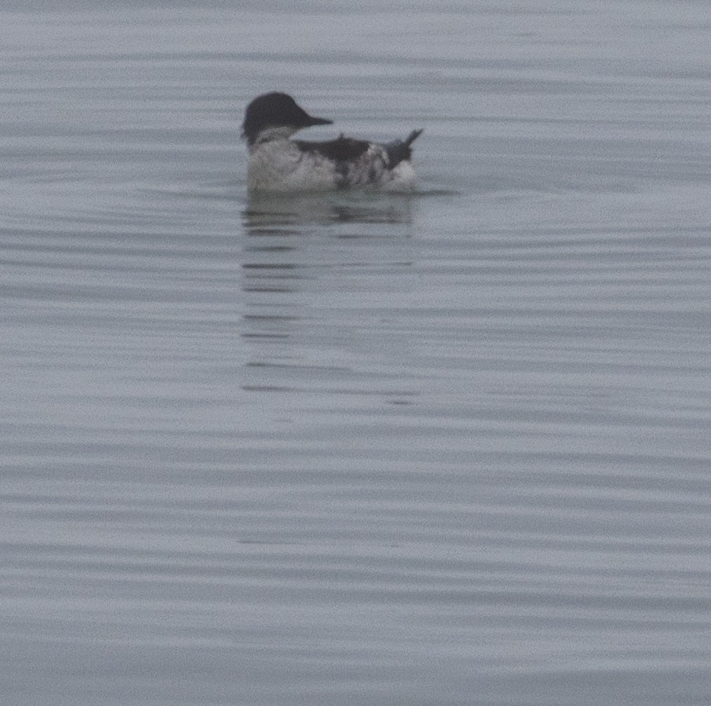 Marbled Murrelet - ML642052999