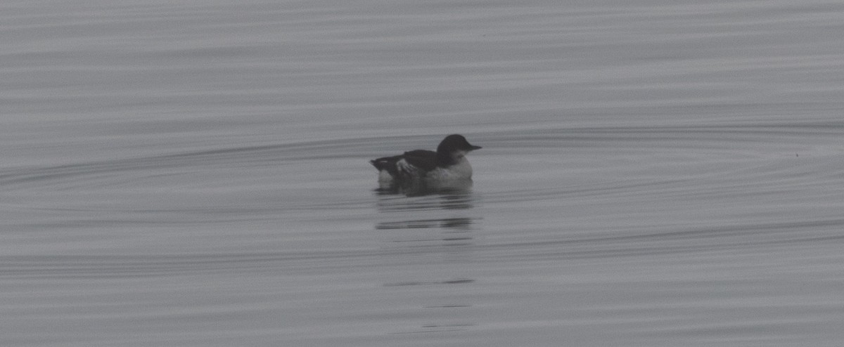 Marbled Murrelet - ML642053000