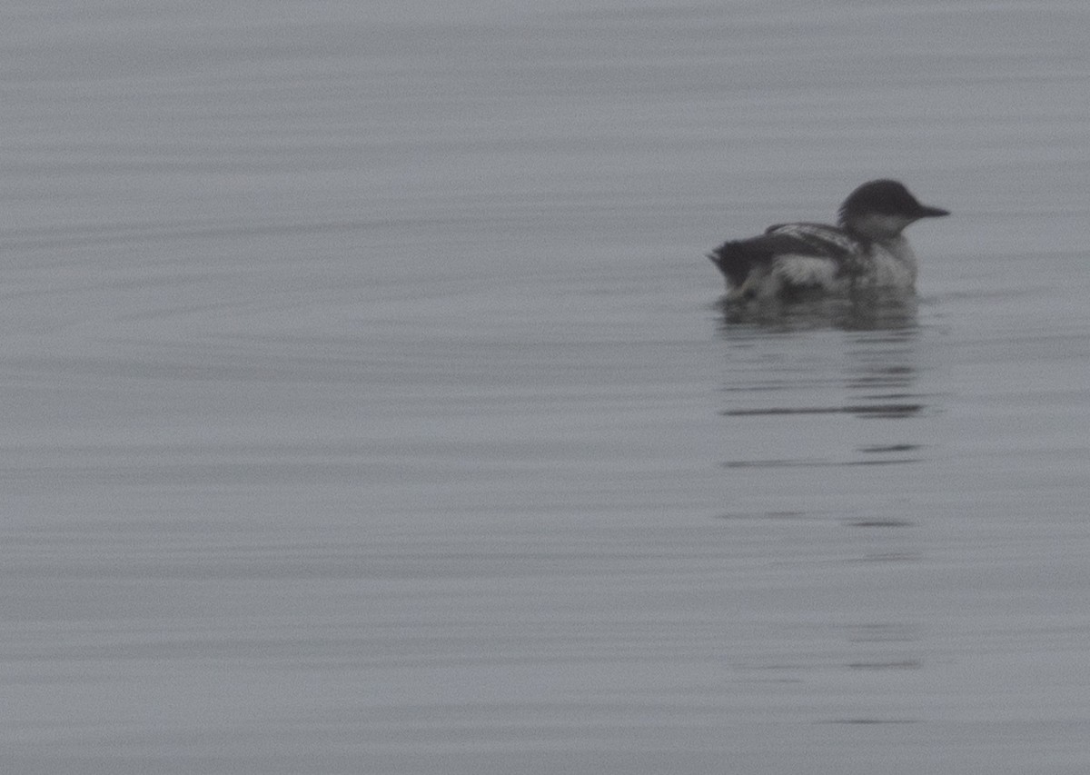 Marbled Murrelet - ML642053001