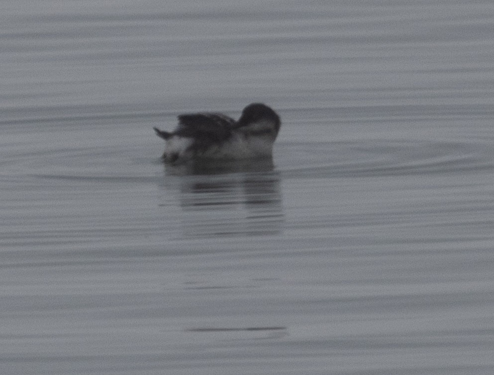 Marbled Murrelet - ML642053003