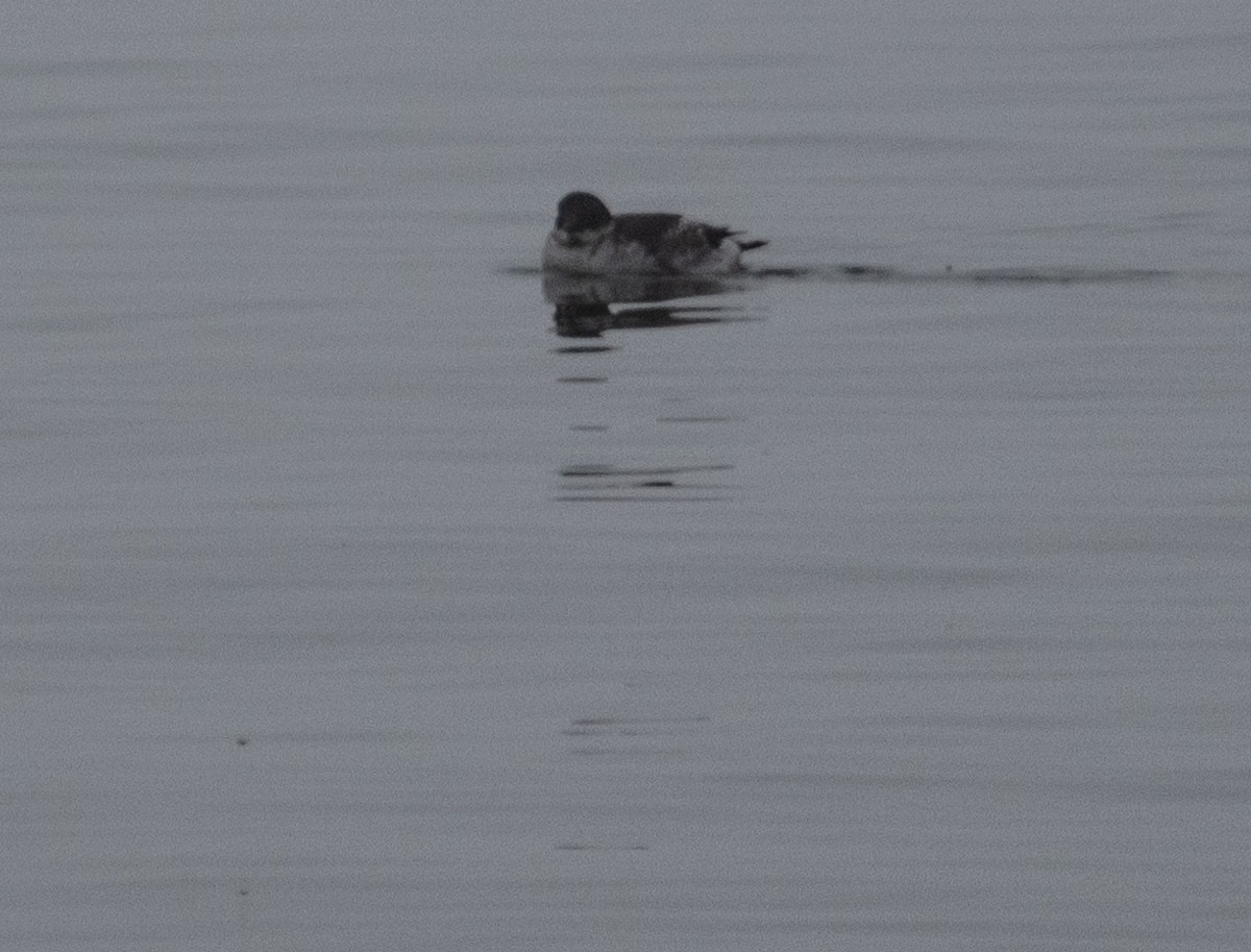 Marbled Murrelet - ML642053005
