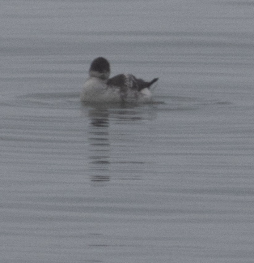 Marbled Murrelet - ML642053006