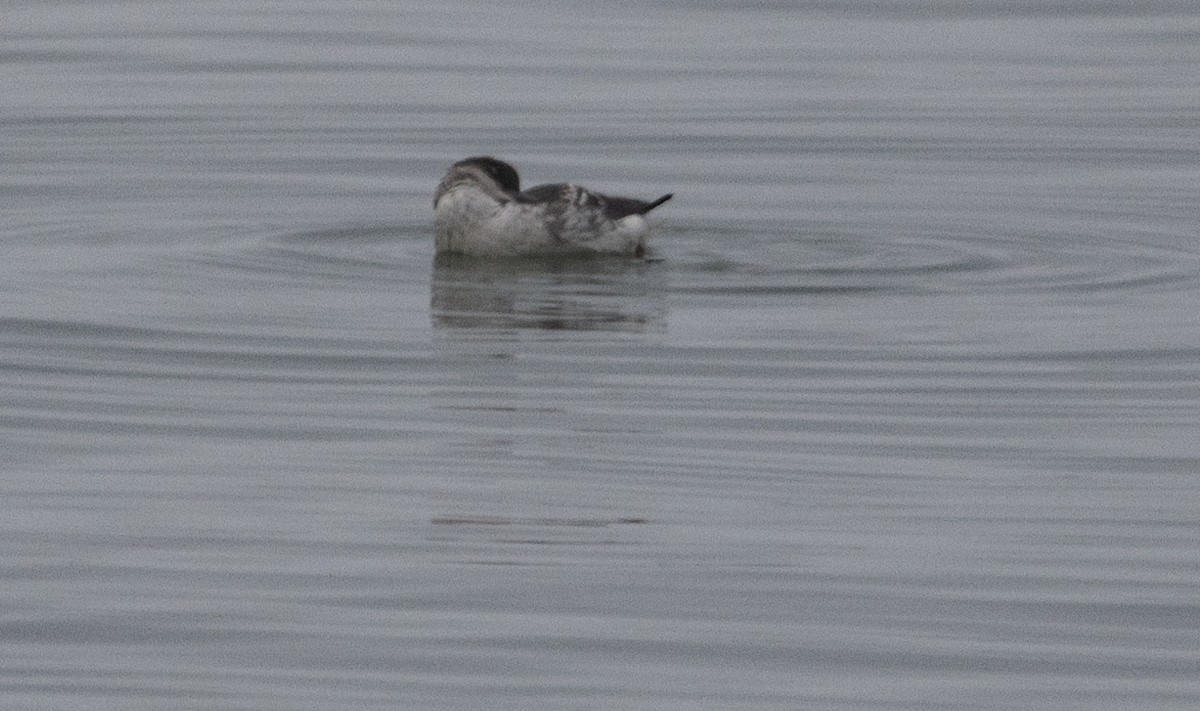 Marbled Murrelet - ML642053007