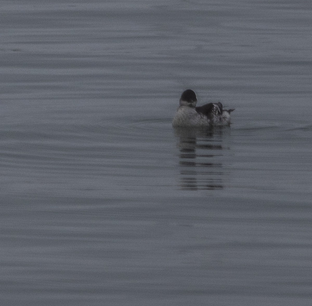 Marbled Murrelet - ML642053008
