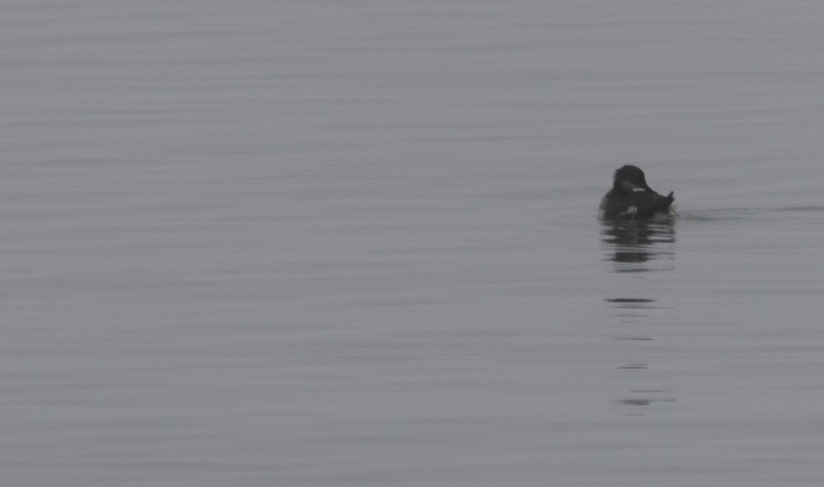 Marbled Murrelet - ML642053009