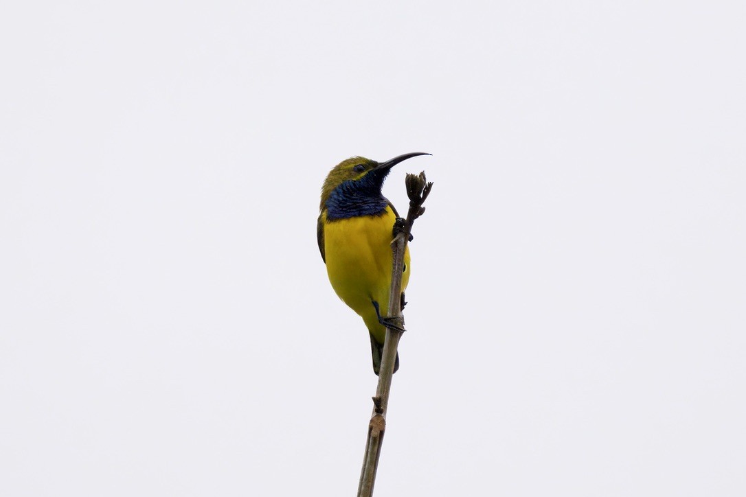 Sahul Sunbird - ML642053012