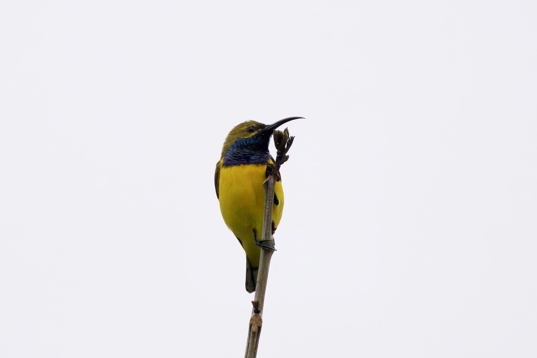 Sahul Sunbird - ML642053020