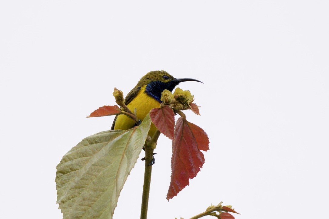 Sahul Sunbird - ML642053022